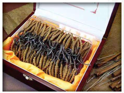 隆化冬虫夏草回收